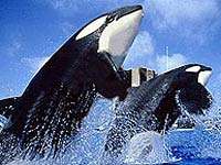 orlando SeaWorld 